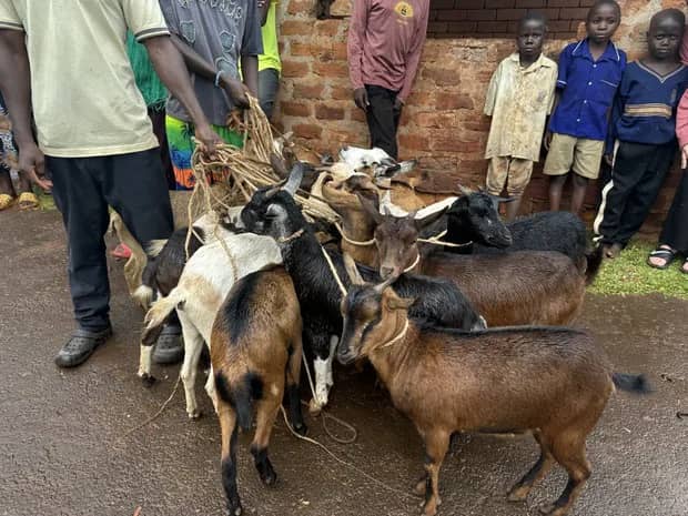 Goats stand together with people beside a building.