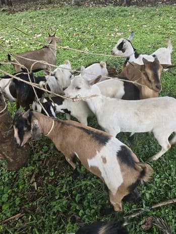 Goats stand together among low vegetation.